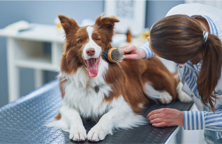 A importância dos exames preventivos para cães e gatos