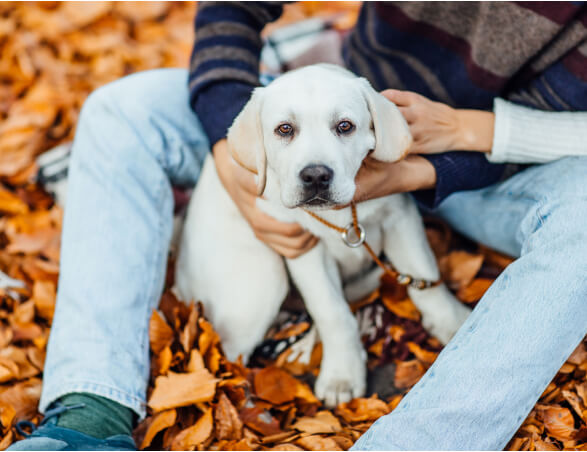 Como saber se meu pet precisa de consulta veterinária urgente?